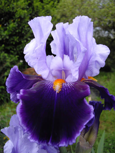 Iris 'Magic Man' photo